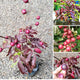 Red Ruby Longan