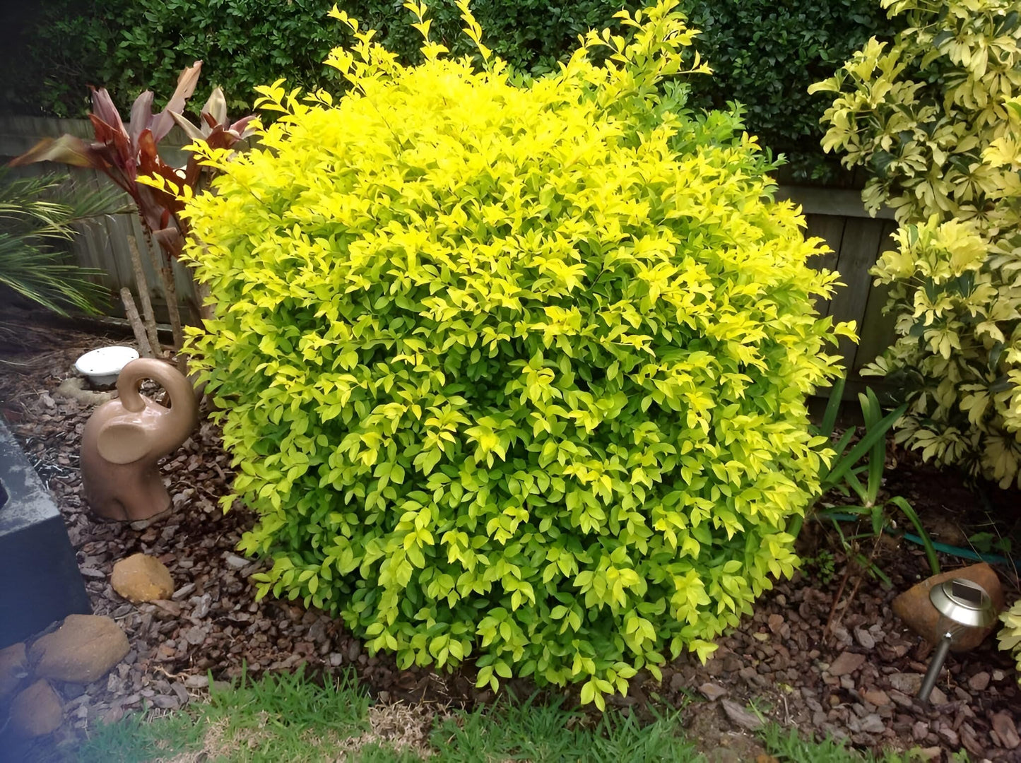 Green Paradise Golden