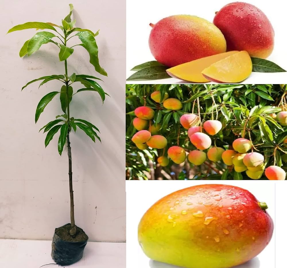 Golab Khas Mango