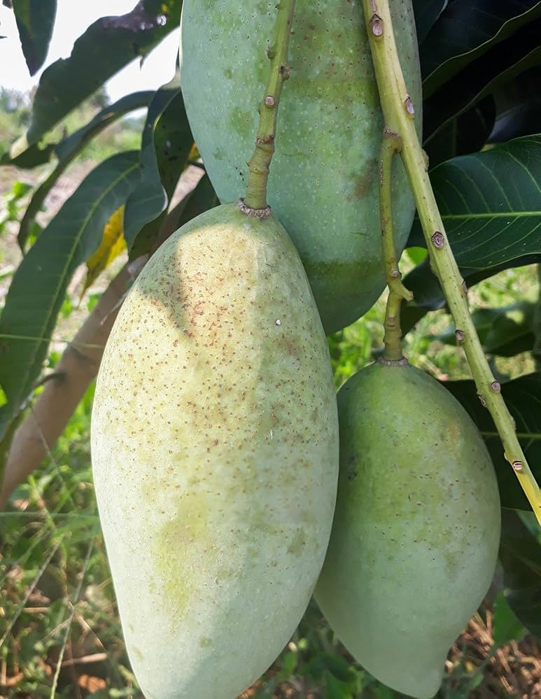 Mango Big