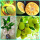 All Time Jackfruit