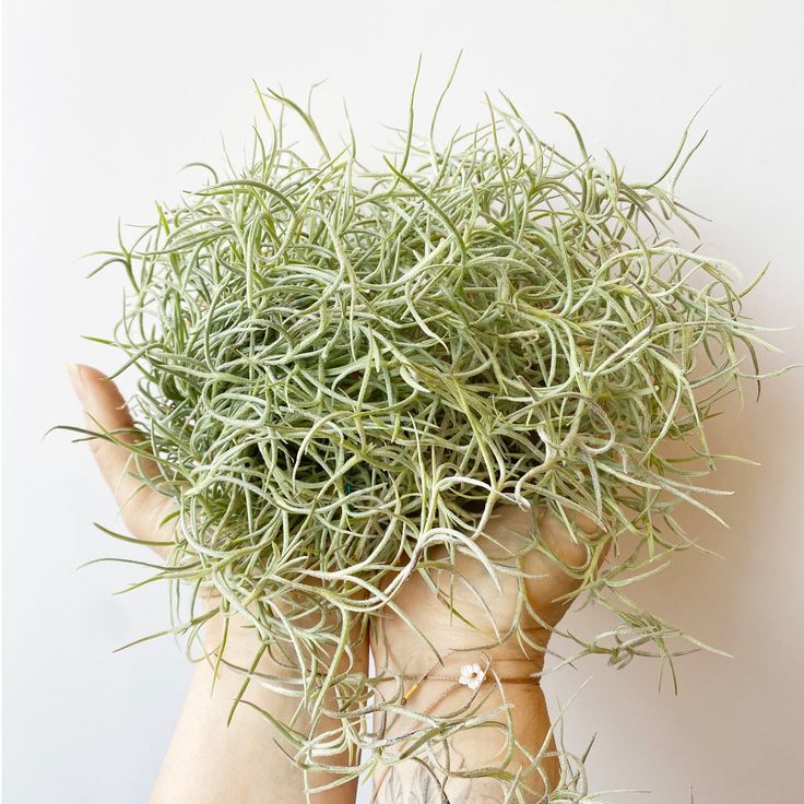 Spanish Moss Air Plant Pack Of 2