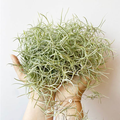 Spanish Moss Air Plant Pack Of 2