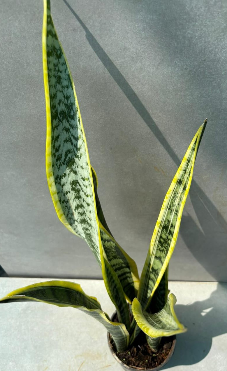 snake plant / Sansevieria