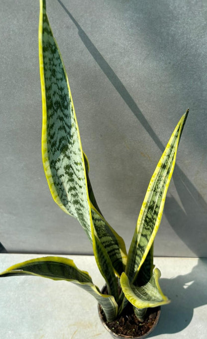 snake plant / Sansevieria