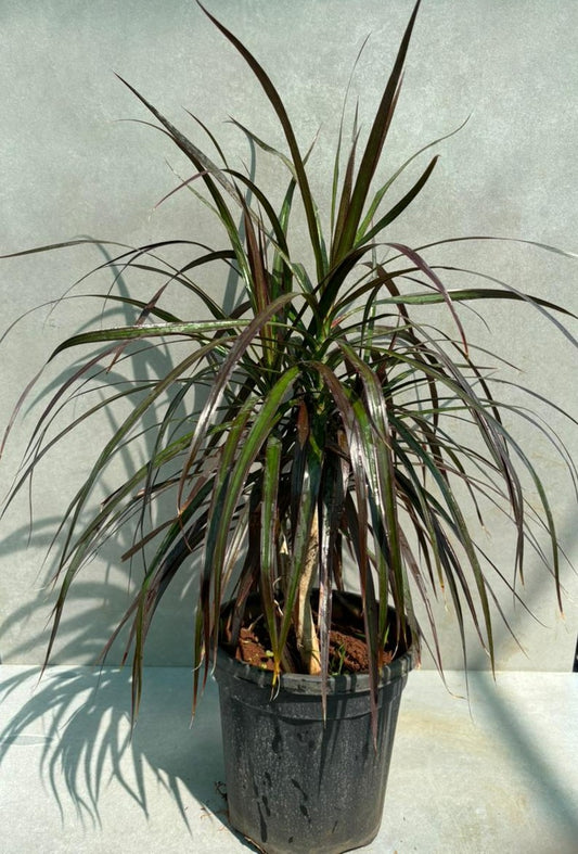 Dracaena marginata