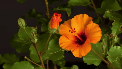 Flowers Seeds Vault (45 Varieties of Packet)