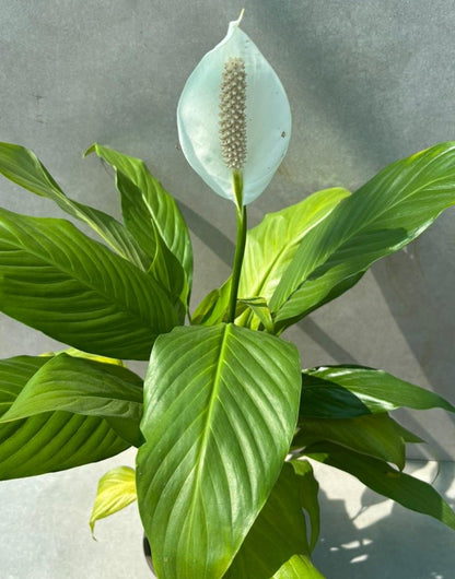 Peace lilly