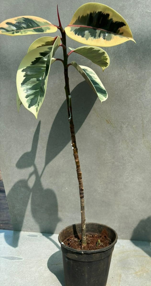 variegated rubber plant