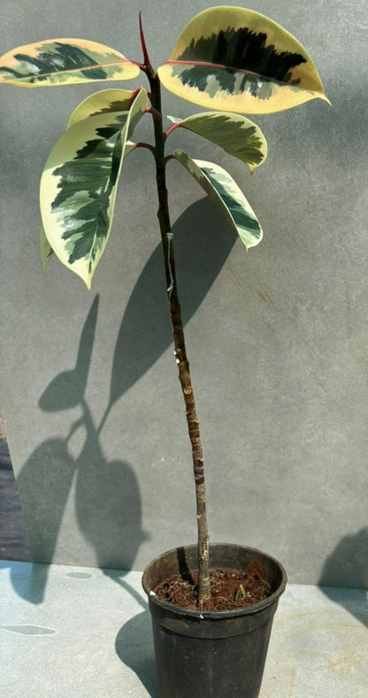variegated rubber plant