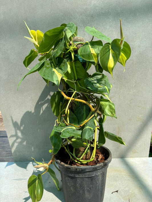Philodendron Brasil