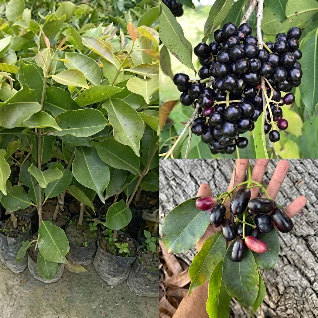 Thai Black Jamun