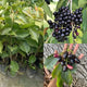 Thai Black Jamun