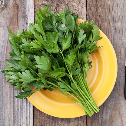 Flat Leaf Parsley Seeds