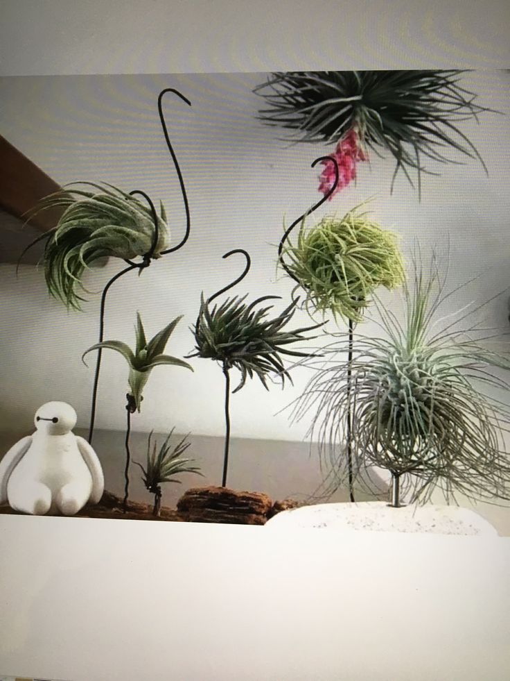Tillandsia Pohliana Air Plant Pack Of 2