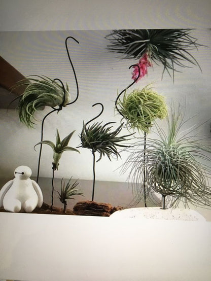 Tillandsia Pohliana Air Plant Pack Of 2