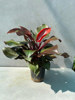 philodendron plant