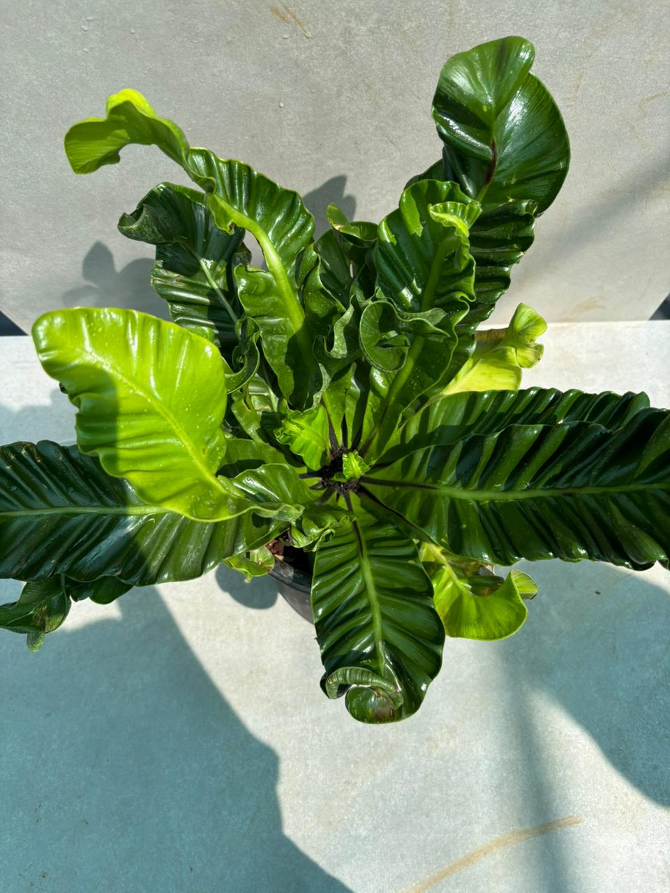 Fern