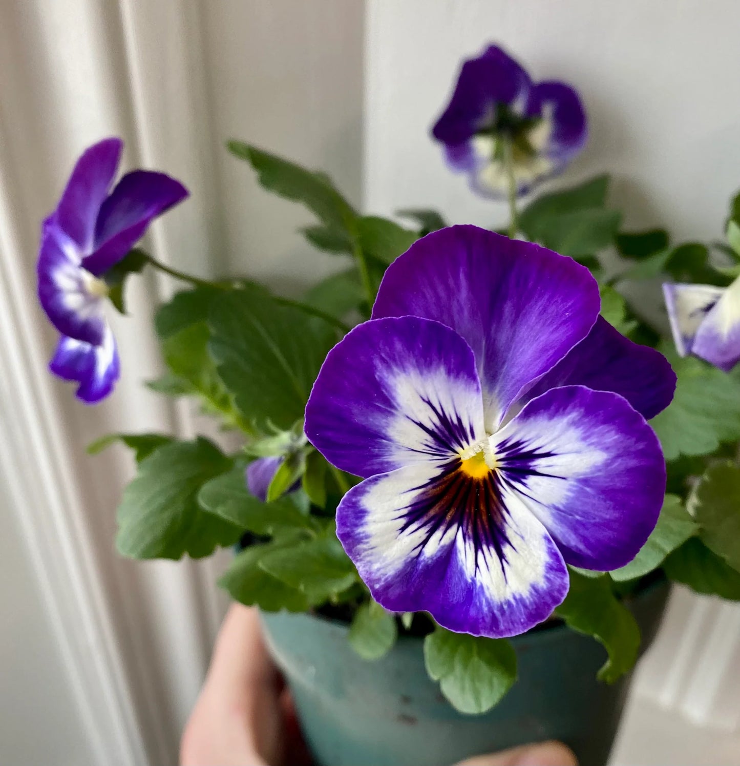 pansies plant