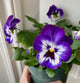pansies plant