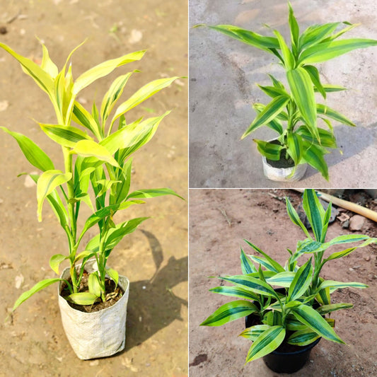 Bamboo Plant