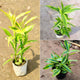 Bamboo Plant