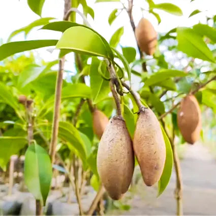 Banana Chiku