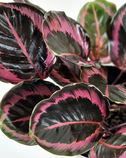 Calathea roseopicta (Dottie)