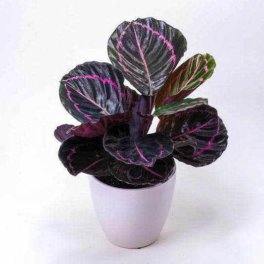 Calathea roseopicta (Dottie)