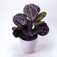 Calathea roseopicta (Dottie)