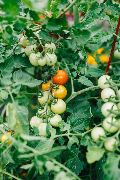 Cherry Tomato Seeds