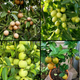 4 Fruit plant combo - Chiku, Ber, All time Guava and Mosambi