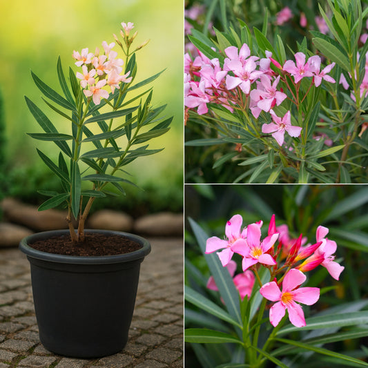 Draft Karen plant