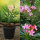 Draft Karen plant
