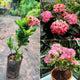 Draft Ixora plant