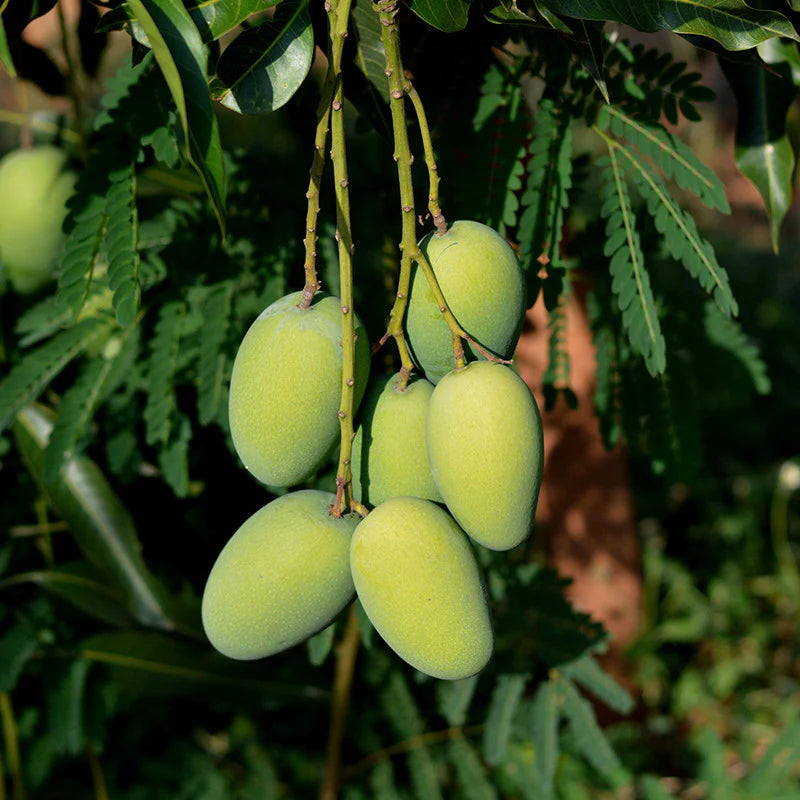 Dashari Mango