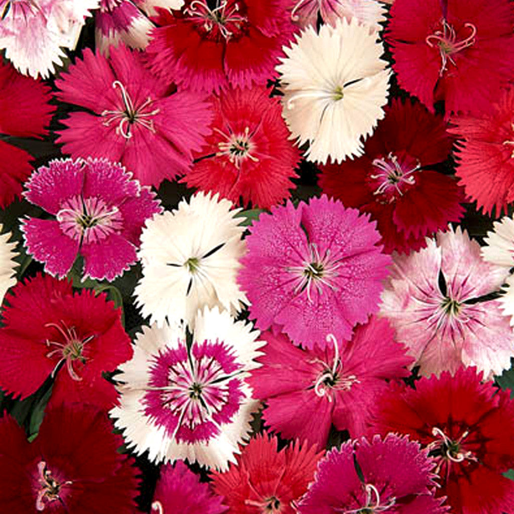 Dianthus Ideal Select F1 Series Flower Seeds