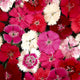 Dianthus Ideal Select F1 Series Flower Seeds
