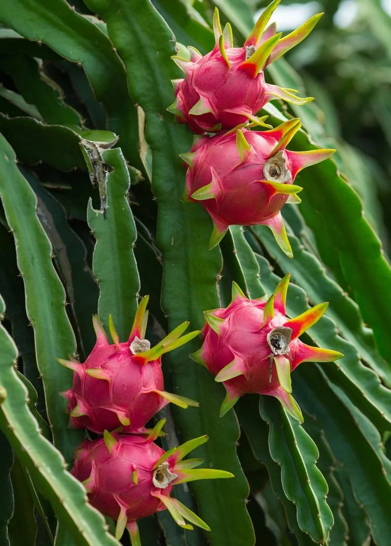 Red Dragon Fruit