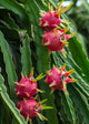 Red Dragon Fruit