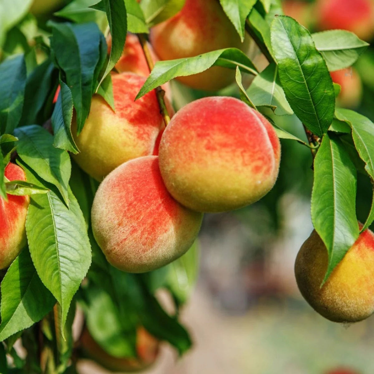 Peach