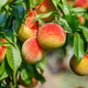 Peach
