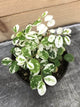 Snowbush