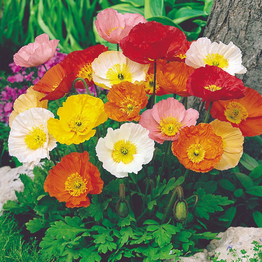 Poppy Iceland Mixed Flower Seeds