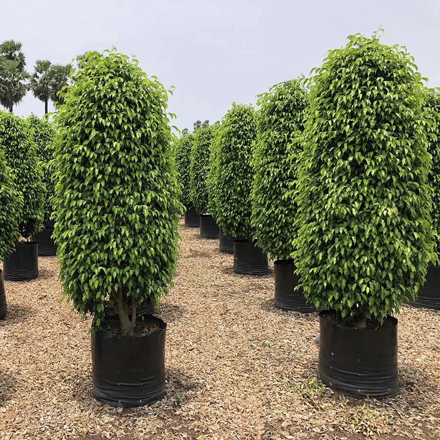 Black Ficus
