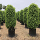 Black Ficus