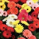 F2 Jamesonii Mix Flower Seeds