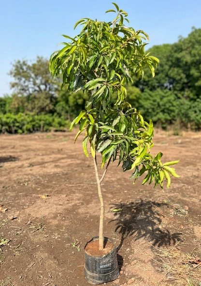 Kesar Mango