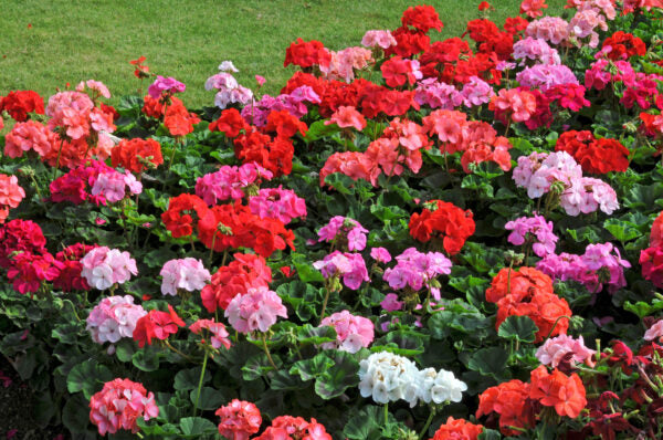 F1 Zonal Mixed Flower Seeds