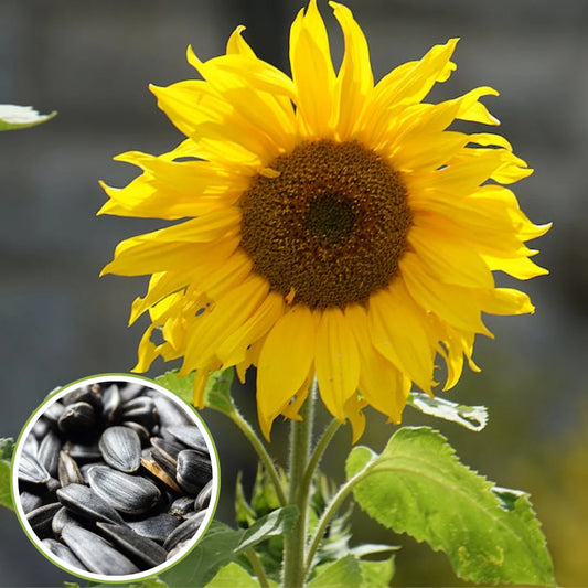 sunflower seeds [100 seeds]